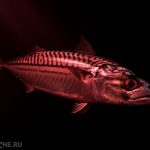 Скумбрия во всём мире заканчивается (вымирание вида)